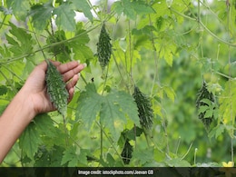 सब्जी बनती है कड़वी पर इसके पत्ते खाते ही ठीक हो जाएगी डायबिटीज और पीरियड्स का दर्द, बस इस तरह चबाना होगा सब्जी बनती है कड़वी पर इसके पत्ते खाते ही ठीक हो जाएगी डायबिटीज और पीरियड्स का दर्द, बस इस तरह चबाना होगा