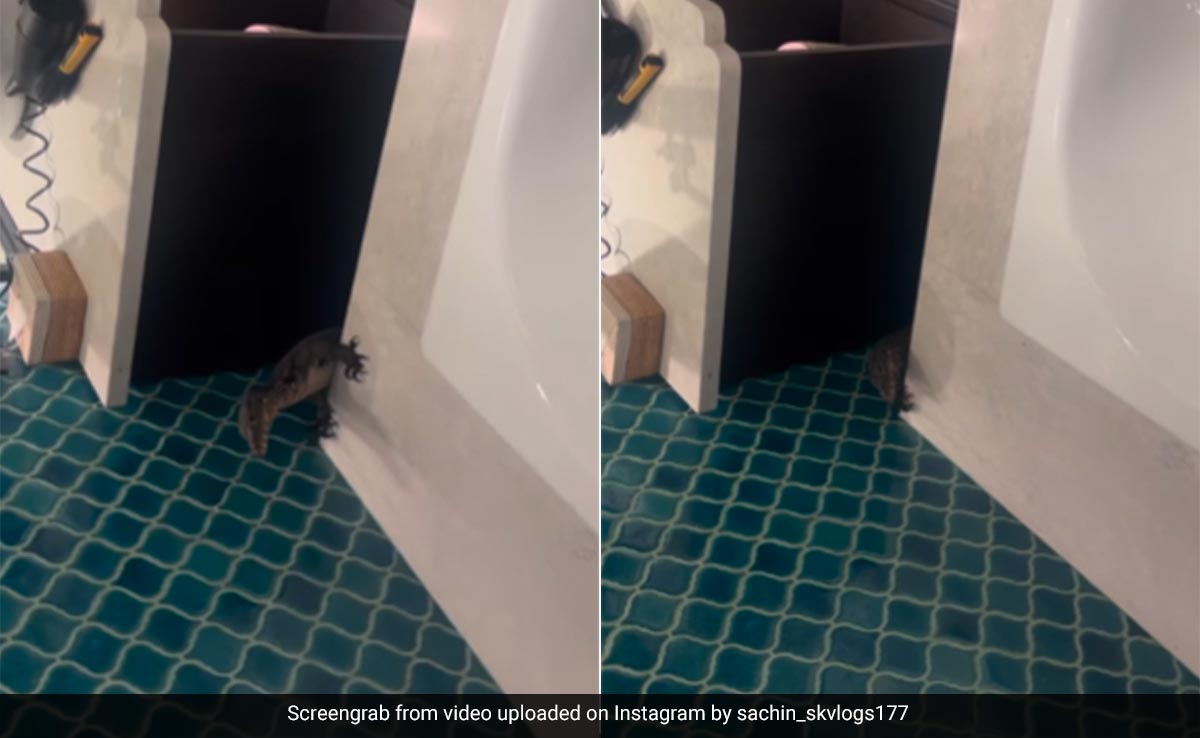 Instagram Video Reveals Vacation Horror: Giant Lizard In Hotel Bathroom