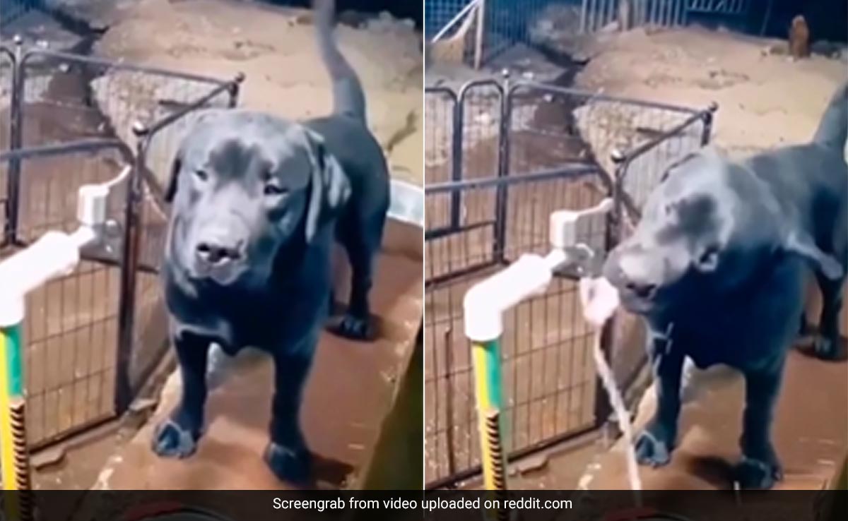 कुत्ते ने पानी पिया और फिर खुद ही बंद कर दी नल की टोंटी, लोग बोले- इंसान से ज्यादा समझदार है ये जानवर