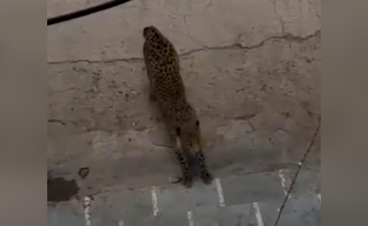 Satna News :  4 दिनों से छका रहा है तेंदुआ, एक्सपर्ट्स हुए फेल, दहशत में हैं कॉलोनीवासी