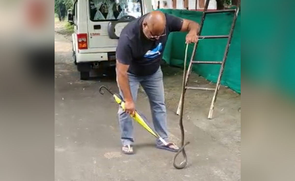 सीहोर के ऑफिसर्स कॉलोनी में घोड़ा पछाड़ सांप से दहशत, भारी मशक्कत के बाद आया काबू में