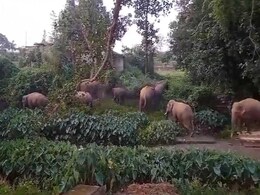 Ambikapur : लखनपुर की घनी आबादी वाले क्षेत्र में घुसा जंगली हाथियों का दल, मचा हड़कंप Ambikapur : लखनपुर की घनी आबादी वाले क्षेत्र में घुसा जंगली हाथियों का दल, मचा हड़कंप