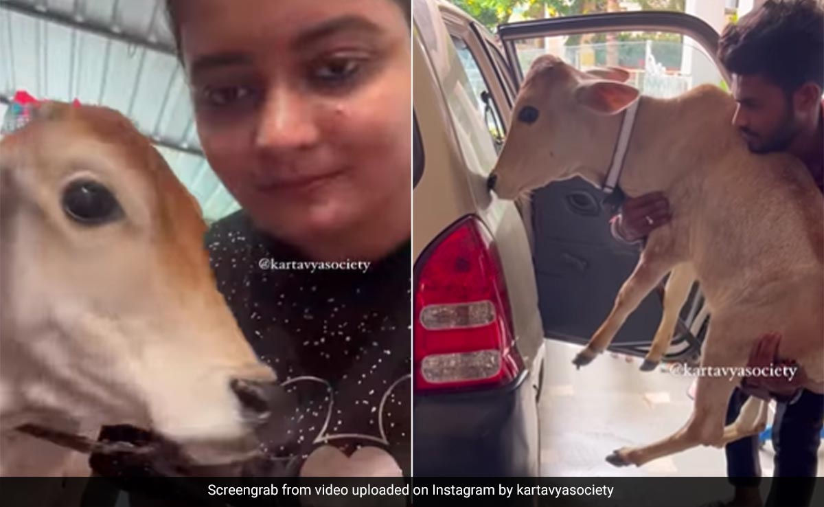 सड़क पर घूम रहा था लावारिस गाय का बच्चा, कार में रखकर ले गई महिला, फिर उसे दिया नया घर
