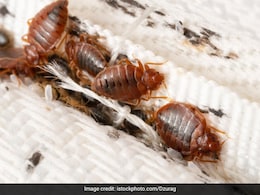 Bedbugs Can Cause People To Lose Sleep - And Blood. Here's What To Do About Them