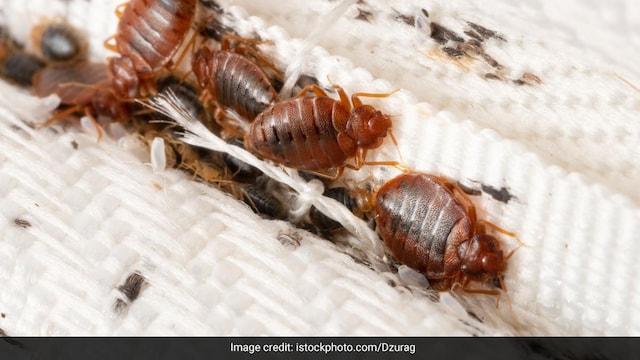 Bedbugs Can Cause People To Lose Sleep - And Blood. Here's What To Do About Them