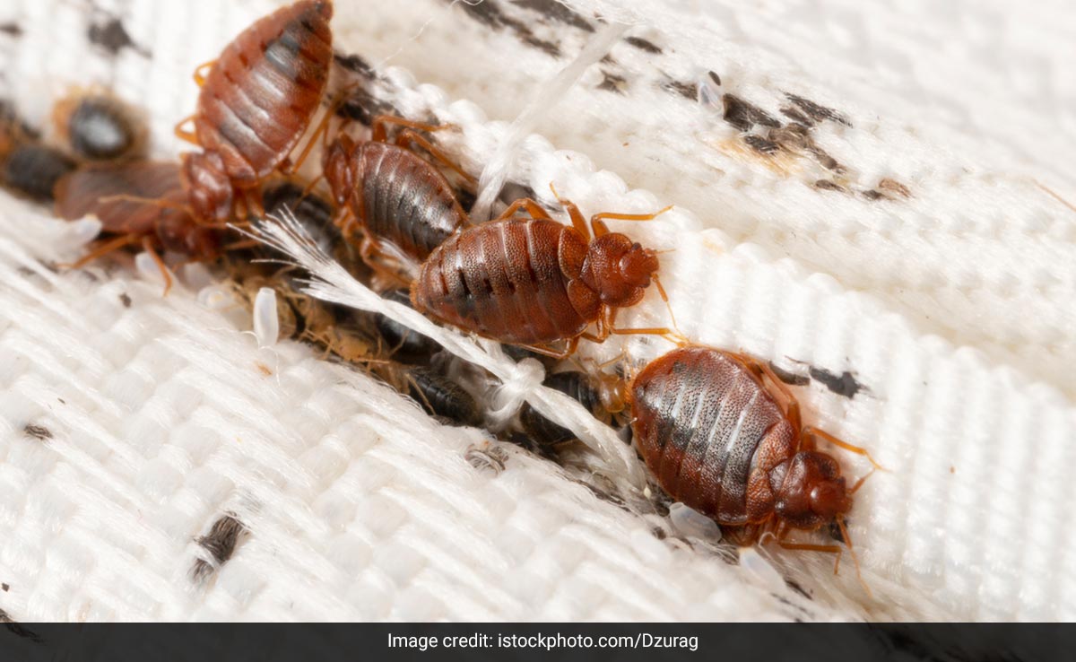 Bedbugs Can Cause People To Lose Sleep - And Blood. Here's What To Do About Them