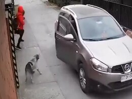 कार सवार लड़की को किडनैप कर रहा था, जान पर खेलकर स्ट्रीट डॉग ने जान बचाई, देखें इमोशनल वीडियो कार सवार लड़की को किडनैप कर रहा था, जान पर खेलकर स्ट्रीट डॉग ने जान बचाई, देखें इमोशनल वीडियो