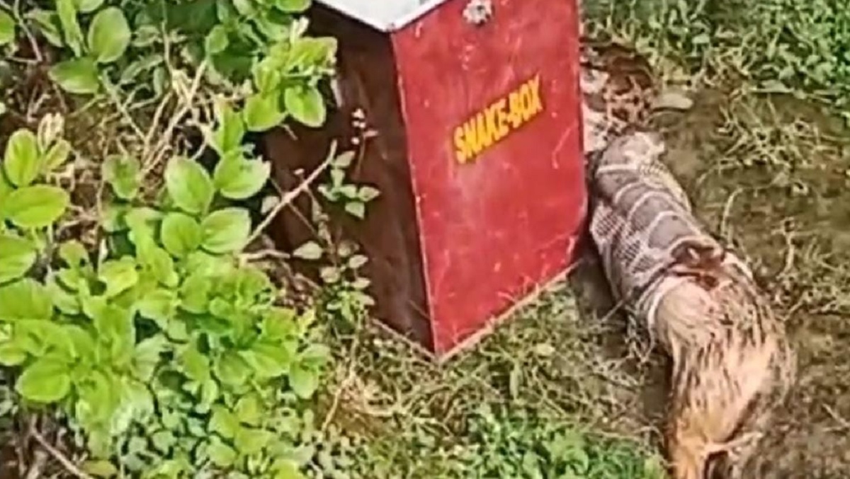 Sagar News : महज 6 फीट लंबे अजगर ने सियार को निगला, वन विभाग ने किया रेस्क्यू, देखिए पूरा वीडियो