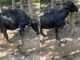 खूंटे से बंधी भैंस के पास फन फैलाए पहुंचा किंग कोबरा, वीडियो बनाने वाले पर भड़के लोग खूंटे से बंधी भैंस के पास फन फैलाए पहुंचा किंग कोबरा, वीडियो बनाने वाले पर भड़के लोग