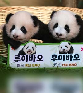Giant Panda's Give Birth To South Korean Zoo's First Ever Baby