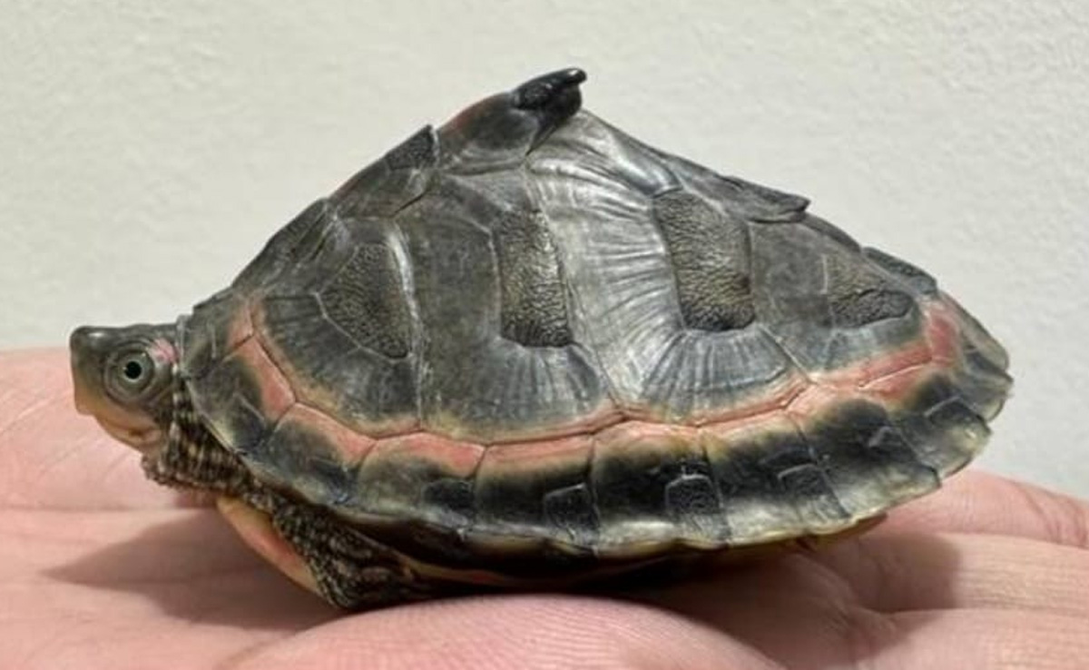 दुर्लभ प्रजाति के 955 कछुए छापेमारी में बरामद, 6 तस्कर को भी पुलिस ने दबोचा