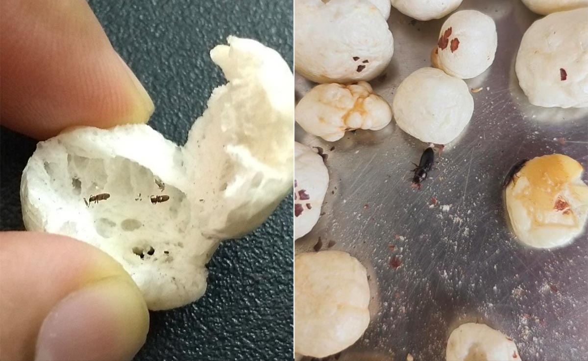 Man Finds Insects In Makhanas Ordered From Flipkart. The Brand Responds
