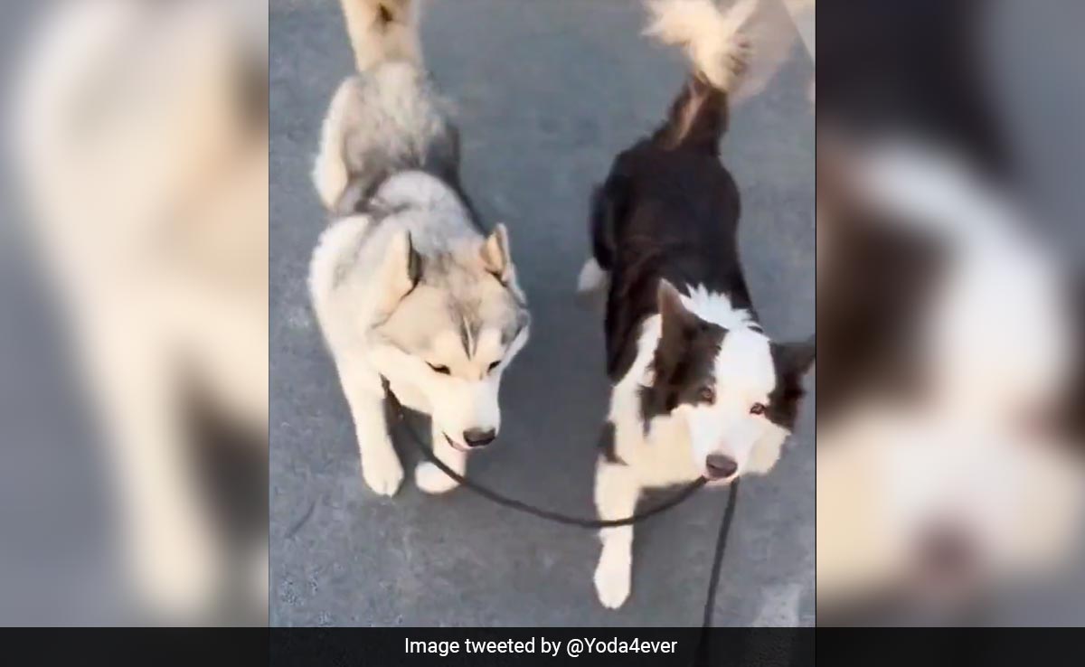 Viral Video: Border Collie's Quick Thinking Rescues Escaping Husky