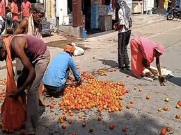 Tomato Price: टमाटर की कीमतों में बेतहाशा गिरावट, किसान सड़क पर फेंकने को हुए मजबूर Tomato Price: टमाटर की कीमतों में बेतहाशा गिरावट, किसान सड़क पर फेंकने को हुए मजबूर