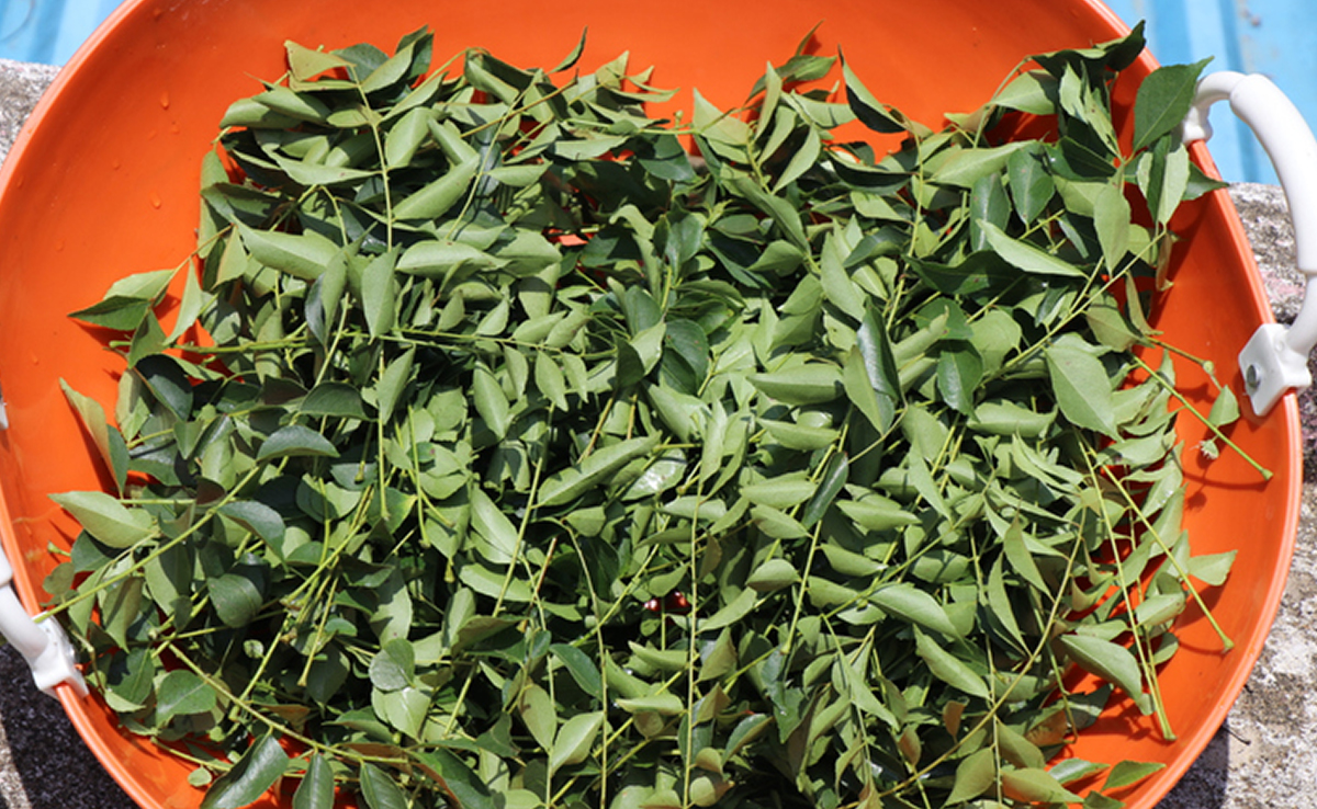 Curry Leaves: लीवर को रोग मुक्त करने के लिए रामबाण है 'करी पत्ता', इसके प्रयोग से मिलते है कई लाभ