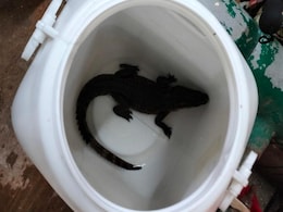Baby Crocodile Rescued From Public Swimming Pool In Mumbai. See Pic Baby Crocodile Rescued From Public Swimming Pool In Mumbai. See Pic