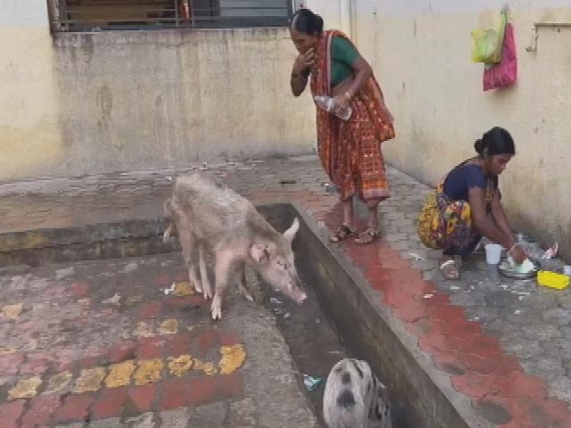 नांदेड़ अस्पताल में साफ सफाई नहीं, सुअर घूमते नजर आए