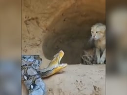 बच्चों को बचाने के लिए सांप से भिड़ गई बिल्ली, जान की परवाह कर लड़ी, 29 लाख लोगों ने देखा वीडियो बच्चों को बचाने के लिए सांप से भिड़ गई बिल्ली, जान की परवाह कर लड़ी, 29 लाख लोगों ने देखा वीडियो