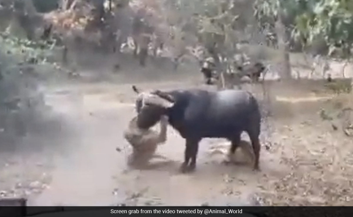 Video: In This Buffalo Vs Lions Battle, Guess Who Won