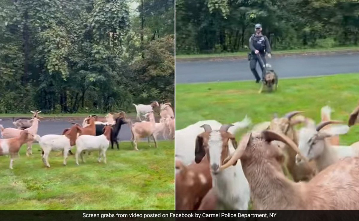 Watch: How German Shepherd Helps Cop Clear Goat-Occupied Road