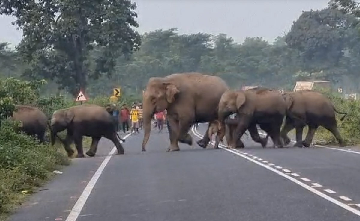 70-Year-Old Man Trampled To Death By Elephant In Kerala