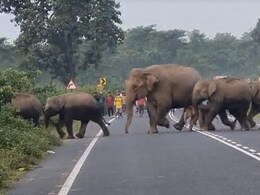 जब नेशनल हाइवे पर निकल आए एक साथ दर्जन भर हाथी, फिर हुआ कुछ ऐसा जब नेशनल हाइवे पर निकल आए एक साथ दर्जन भर हाथी, फिर हुआ कुछ ऐसा