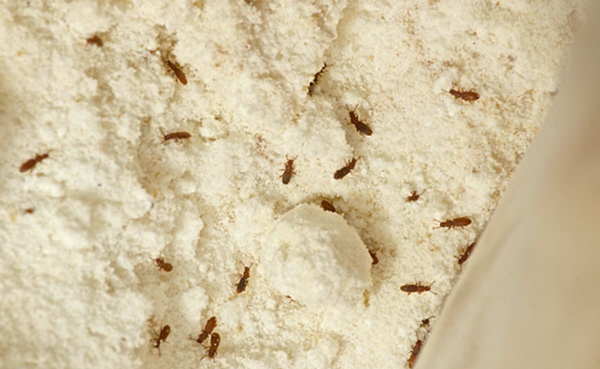 आटे में कभी नहीं लगेंगे घुन, बस एक बार आजमाएं ये देसी नुस्खा, खुद ब खुद बाहर निकल जाएंगे कीड़े