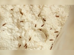 आटे में कभी नहीं लगेंगे घुन, बस एक बार आजमाएं ये देसी नुस्खा, खुद ब खुद बाहर निकल जाएंगे कीड़े