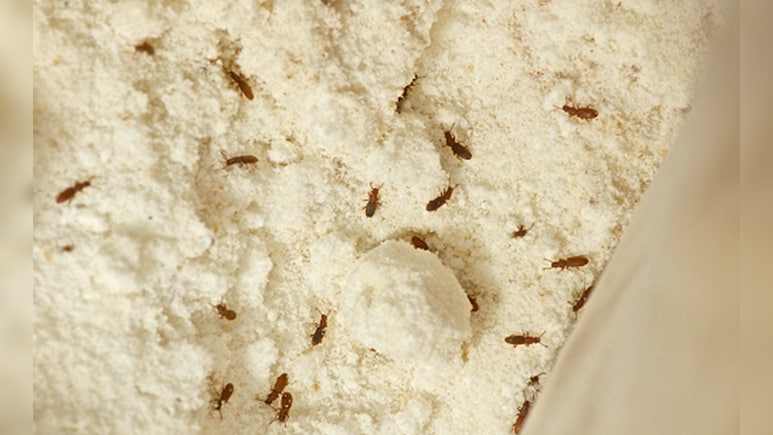 आटे में कभी नहीं लगेंगे घुन, बस एक बार आजमाएं ये देसी नुस्खा, खुद ब खुद बाहर निकल जाएंगे कीड़े