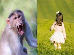 खेत में काम कर रहे थे माता-पिता, मौका पाकर 3 साल की बच्ची को उठा ले गया बंदर और फिर.. खेत में काम कर रहे थे माता-पिता, मौका पाकर 3 साल की बच्ची को उठा ले गया बंदर और फिर..
