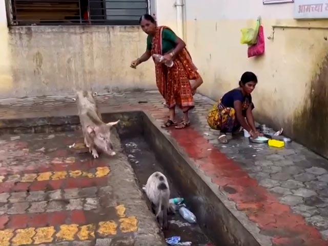 नांदेड़ अस्पताल में घूम रहे सूअर, साफ-सफाई की समस्या, यहीं 48 घंटे में हुई थी 31 लोगों की मौत
