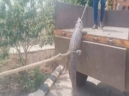Karnataka Farmers Take Crocodile To Electricity Office Amid Power Outage Karnataka Farmers Take Crocodile To Electricity Office Amid Power Outage