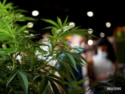 Himachal Pradesh Cabinet Approves Pilot Study On Cannabis Cultivation