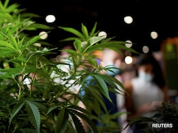 Himachal Pradesh Cabinet Approves Pilot Study On Cannabis Cultivation Himachal Pradesh Cabinet Approves Pilot Study On Cannabis Cultivation