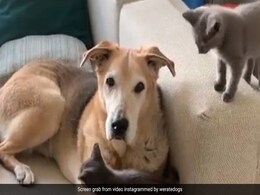 150 से अधिक बिल्लियों के लिए मां बन गया ये कुत्ता, इंटरनेट पर वायरल हुई इंस्पायरिंग स्टोरी 150 से अधिक बिल्लियों के लिए मां बन गया ये कुत्ता, इंटरनेट पर वायरल हुई इंस्पायरिंग स्टोरी