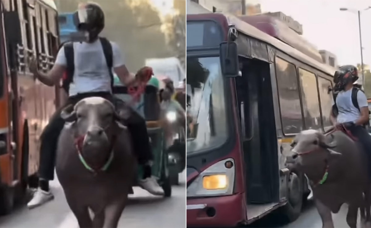 हेलमेट लगाकर बीच सड़क पर भैंस की सवारी करता नजर आया शख्स, लोग बोले- सीट बेल्ट भी लगा ले