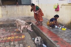 Pigs In Shower Area, No Medicine: NDTV Captures Maharashtra Hospital Horror Pigs In Shower Area, No Medicine: NDTV Captures Maharashtra Hospital Horror