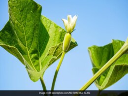 इस हरी सब्जी के पत्ते खाने से खोखली हड्डियां भी बनेंगी एकदम मजबूत, वेट लॉस भी होगा तेजी से कम इस हरी सब्जी के पत्ते खाने से खोखली हड्डियां भी बनेंगी एकदम मजबूत, वेट लॉस भी होगा तेजी से कम