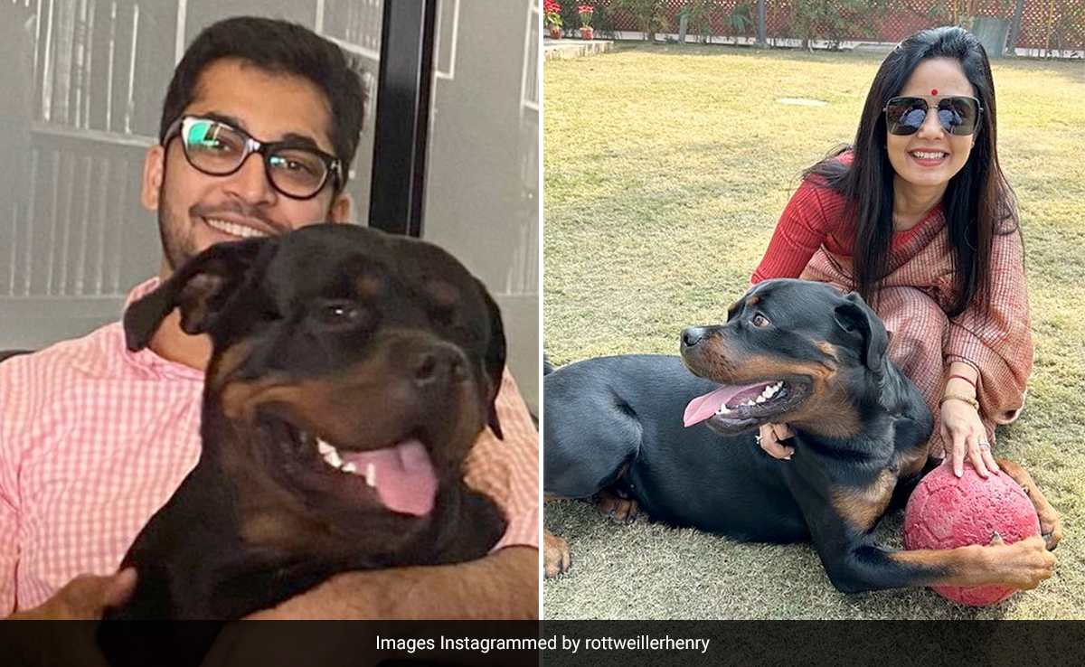"Why Can't You Sort It Out?" Court To Mahua Moitra, Lawyer Over Dog Custody
