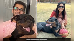 "Why Can't You Sort It Out?" Court To Mahua Moitra, Lawyer Over Dog Custody