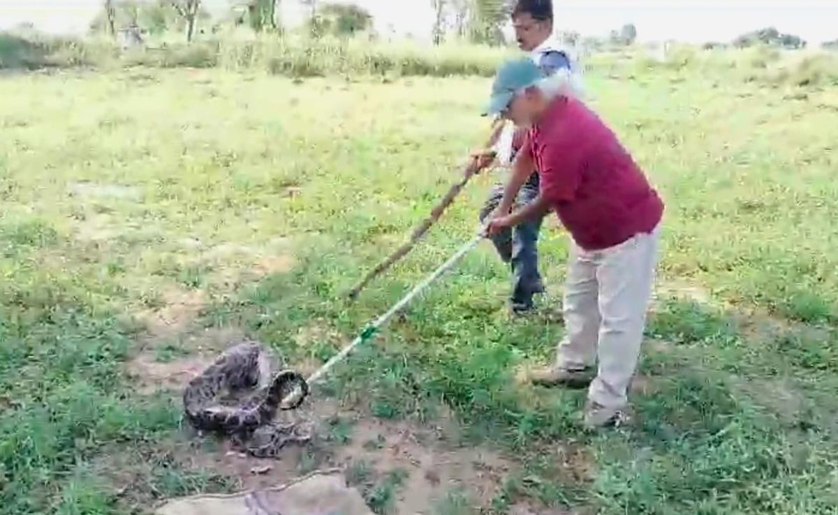 Viral: 8 फीट लंबे अजगर ने ऐसा क्या निगल लिया की बुलानी पड़ी रेस्क्यू टीम?
