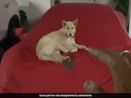 Viral Video: Hyderabad Man Lets Stray Dog Sleep On His Ferrari, Internet Calls Him "Rich By Heart" Viral Video: Hyderabad Man Lets Stray Dog Sleep On His Ferrari, Internet Calls Him "Rich By Heart"