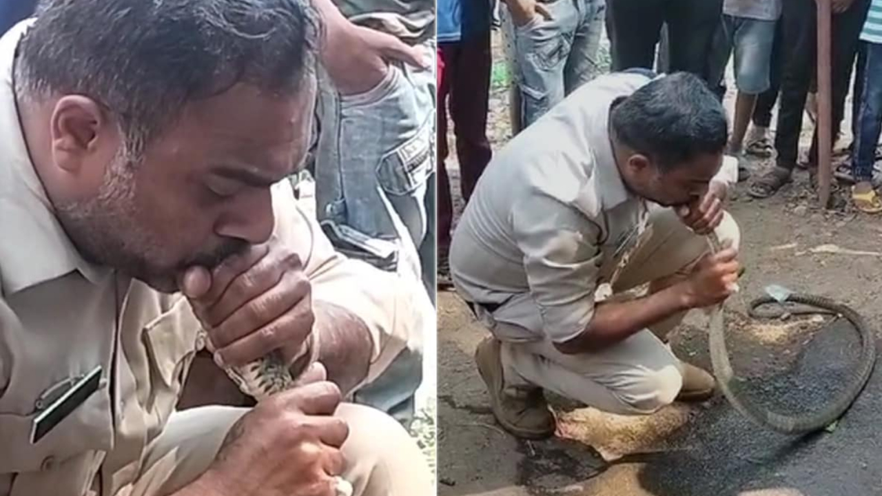 नर्मदापुरम में जहरीले सांप को CPR देकर बचाई जान, वीडियो हुआ वायरल