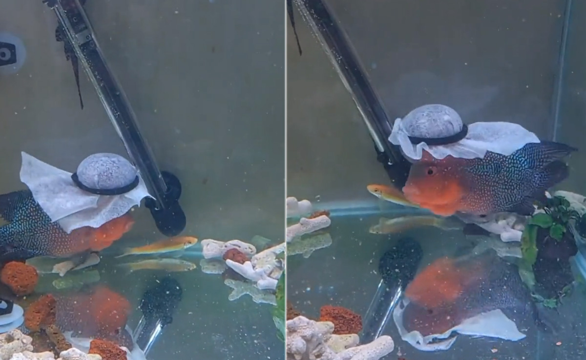 इस मछली के टोपे पर अटकी सभी की नजरें, नेटिजन्स बोले- पहले नहीं देखी ऐसी वेल ड्रेस्ड फिश