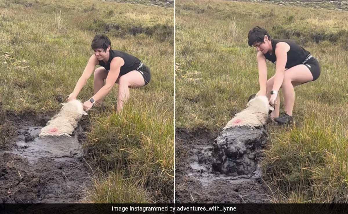 Watch: How This Woman Hiker Goes All Out To Rescue Sheep Submerged In Bog