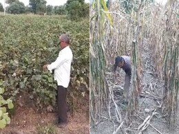 Barwani: बाढ़ से आहत किसानों की हालत हुई दयनीय, खड़ी फसल के साथ-साथ मकान भी ढहे Barwani: बाढ़ से आहत किसानों की हालत हुई दयनीय, खड़ी फसल के साथ-साथ मकान भी ढहे