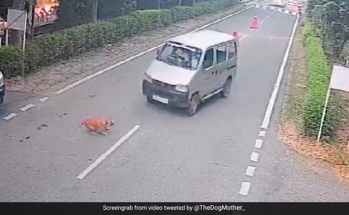Video Shows Car Driver Deliberately Crushing Stray Dog In Noida, Police Takes Action