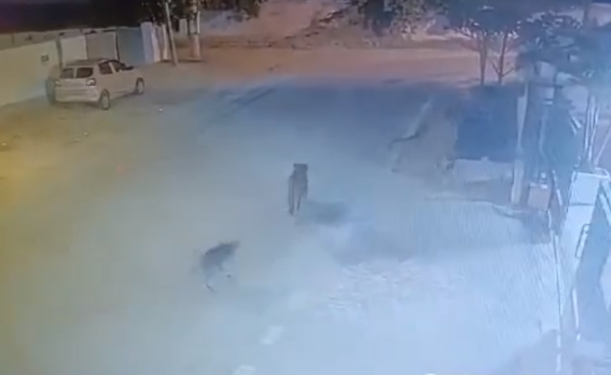 Video: Leopard Roams Around On Bengaluru Streets, Chased By Dogs