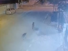 Still On The Prowl, Leopard Attacks Rescue Team Veterinarian In Bengaluru Still On The Prowl, Leopard Attacks Rescue Team Veterinarian In Bengaluru