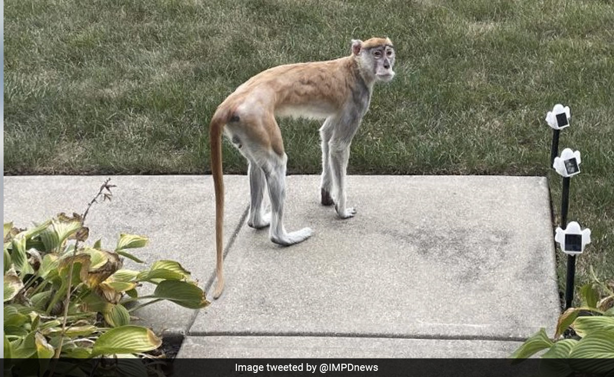 Escaped Monkey Who Was Spotted Sipping Beer Rescued In Indianapolis